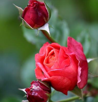 מלונות אהבה: כדאי לבדוק את אפשרות הלינה היפנית הפופולרית מלונות אהבה: כדאי לבדוק את אפשרות הלינה היפנית הפופולרית