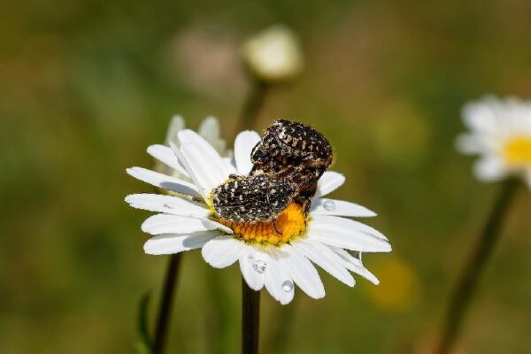 נפלאות הקונדומים: כיצד להשתמש באמצעי מניעה זה ביעילות למניעת הריון ומחלות מין נפלאות הקונדומים: כיצד להשתמש באמצעי מניעה זה ביעילות למניעת הריון ומחלות מין